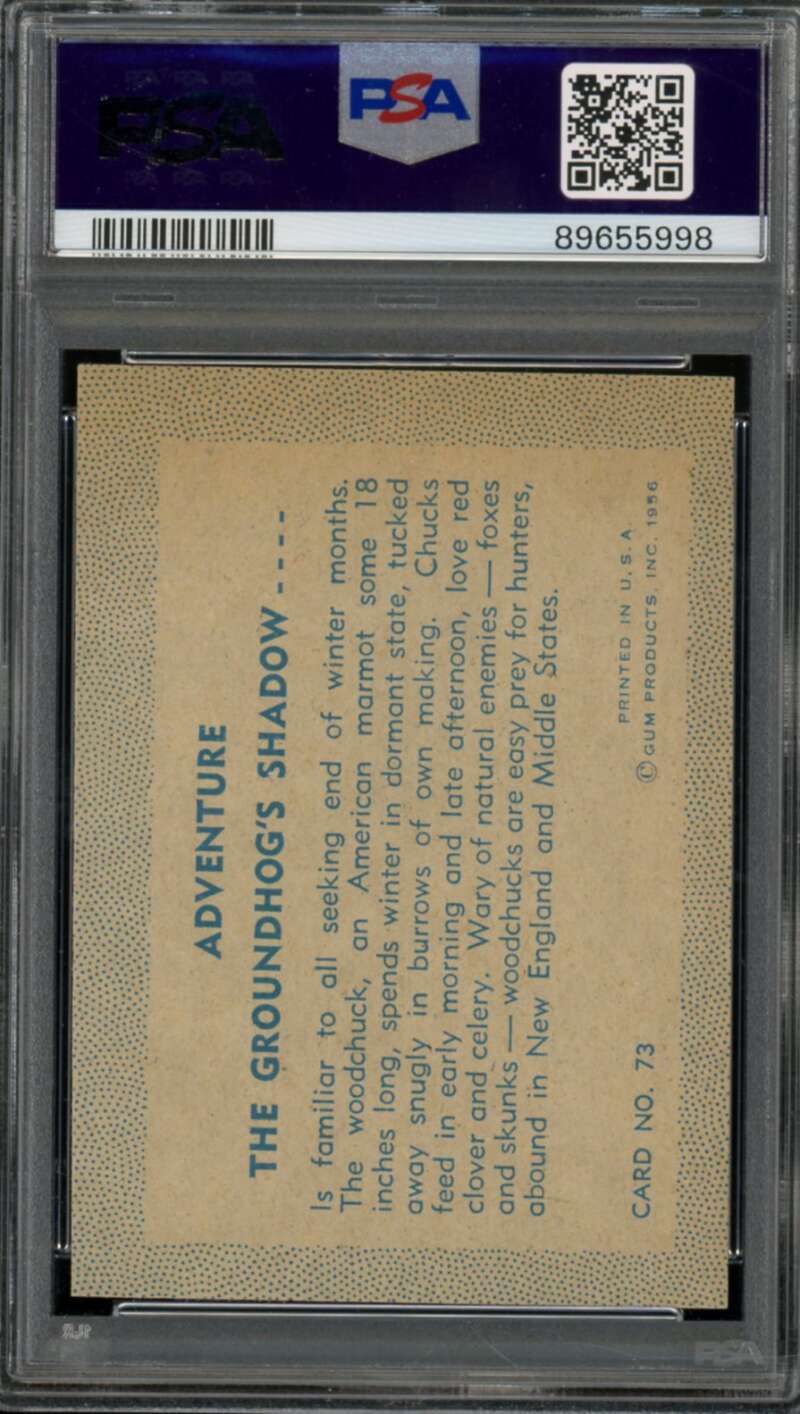 The Groundhog's Shadow Card 1956 Adventure #73 PSA 2 Image 2